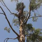 Newcastle - Blackbutt Reserve 